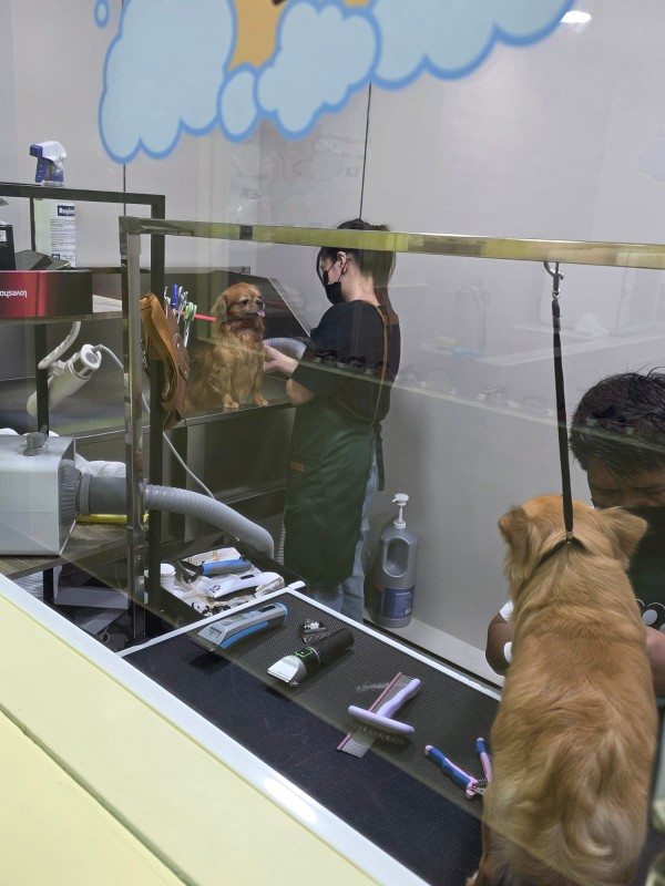 Groomers working with two dogs inside the Pet Moment grooming room